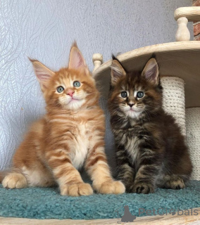 Фото №2 к объявлению №157780 о продаже мейн-кун - купить в Германии частное объявление