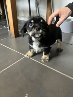 Фото №2 к объявлению №159153 о продаже чихуахуа - купить в США частное объявление