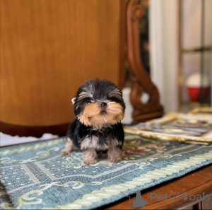 Фото №3. Красивый щенок йоркшира.  США