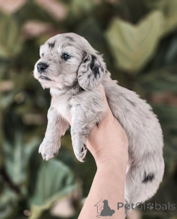 Фото №2 к объявлению №155451 о продаже таксу - купить в Дании частное объявление