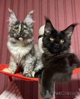 Фото №4. Продам мейн-куна в Лондонский Сити заводчик - цена договорная