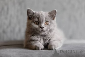 Фото №3. Британские короткошерстные котята GCCF и TICA. Великобритания