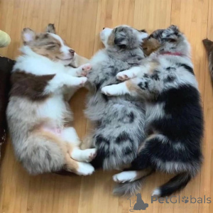 Фото №1. австралийская овчарка - купить в Бремен за Бесплатно. Объявление №160332