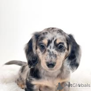 Фото №3. Teckelpuppy's te koop.  Нидерланды