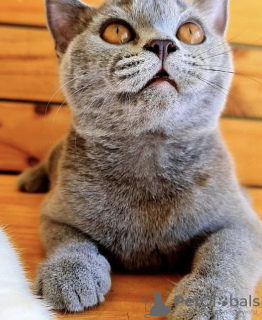Фото №3. Британский короткошерстный котенок. Германия
