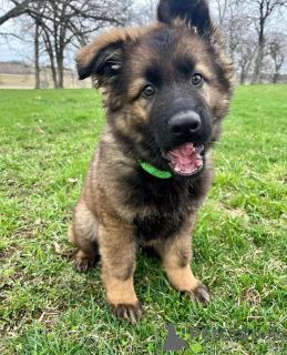 Фото №1.  - купить в Нижняя Моравия за договорная. Объявление №162538