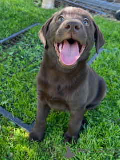 Фото №4. Продажа лабрадор-ретривера в Мюнхене частное объявление, заводчик - цена договорная