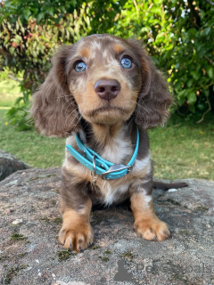 Фото №2 к объявлению №158003 о продаже таксу - купить в Германии частное объявление