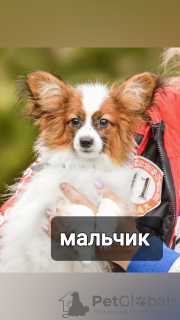 Фото №2 к объявлению №43378 о продаже папийона - купить в Беларуси частное объявление