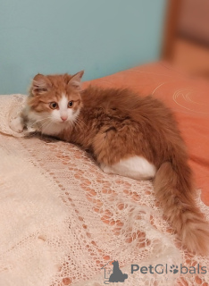 Фото №4. Продам  в Москве реке частное объявление - цена Бесплатно