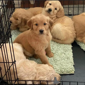 Фото №1.  - купить в Барсела-де-Сизоро за договорная. Объявление №160317