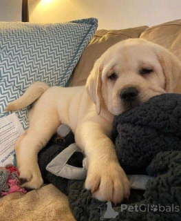 Фото №2 к объявлению №157019 о продаже лабрадор-ретривера - купить в Германии из приюта, заводчик