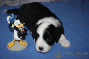 Фото №3. Бородатые колли щенки.  Франция