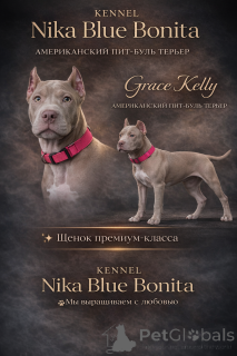 Фото №1. американский питбультерьер - купить в Баку за 125815₽. Объявление №163974