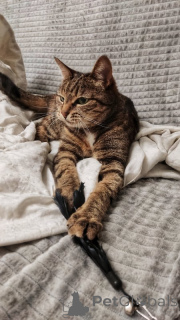 Фото №4. Продам  в Москва частное объявление - цена Бесплатно