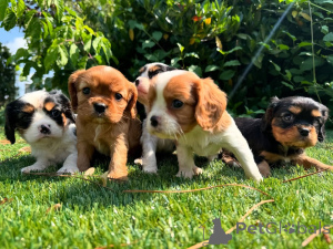 Фото №1. кавалер-кинг-чарльз-спаниель - купить в Гамбург за договорная. Объявление №164351