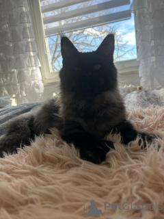 Фото №4. Продам мейн-куна в Малага частное объявление - цена 41397₽