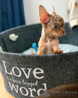 Фото №2 к объявлению №124470 о продаже чихуахуа - купить в США заводчик