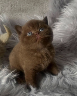 Фото №1. британская короткошёрстная - купить в Дикер за договорная. Объявление №156692