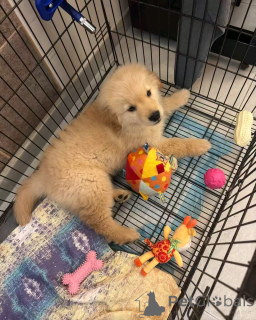 Фото №3. Кудрявые ретриверы щенков для усыновления.  США