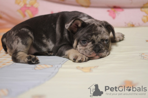 Фото №3. French bulldog girls 1,5 months.  Украина