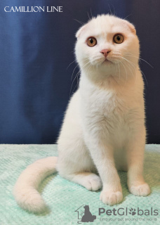 Фото №3. шотландский вислоухий котенок-мальчик полностью белый. Россия