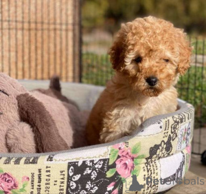 Фото №3. Щенки с чистокровной игрушечной пешкой с двух с половиной месяцев.  Швейцария