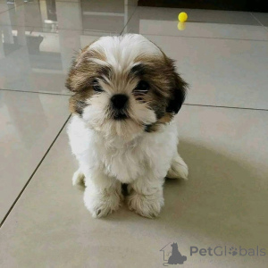 Фото №2 к объявлению №161150 о продаже  - купить в Дании 