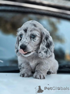 Фото №1.  - купить в Дарвин за 62908₽. Объявление №163516