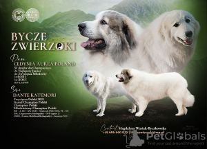 Фото №1. пиренейская горная собака - купить в Gorzów Wielkopolski за 73054₽. Объявление №48215
