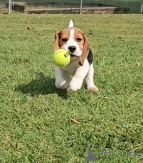 Фото №3. Этот милый и очаровательный щенок ищет семью! Все прививки и дегельминтизации.  Великобритания