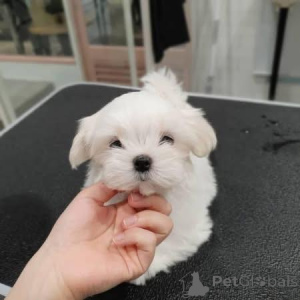 Фото №3. Щенки Дезе Шарманте Мальтезер.  Бельгия