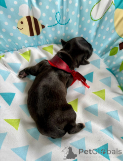 Фото №3. Родословный щенок с сказочным пальто после чемпиона ZKWP/FCI.  Польша