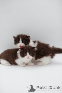 Фото №3. Манчкин персидский котенок. Германия