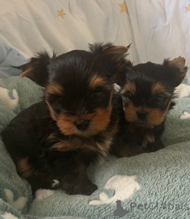 Фото №1. йоркширский терьер - купить в Тампере за 32468₽. Объявление №167371