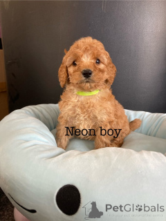 Фото №4. Продажа американского кокер-спаниеля в Аллен заводчик - цена 55660₽