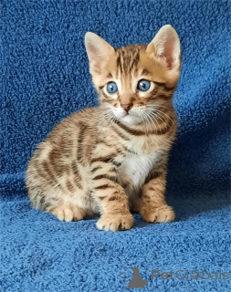 Фото №1. бенгальская - купить в Боттроп за 32468₽. Объявление №155429