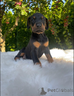 Фото №3. Dobermannwelpen zu vermitteln..  Германия
