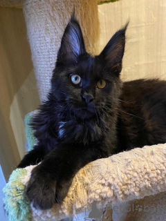 Фото №2 к объявлению №137767 о продаже мейн-кун - купить в Германии 