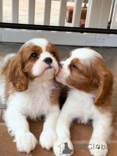 Фото №3. blenheim cavalier king Charles health tested..whatsapp me at 44 7453 907158.  Великобритания