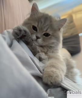 Фото №2 к объявлению №142284 о продаже персидская - купить в Грузии заводчик