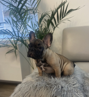 Фото №3. Французский бульдог.  США