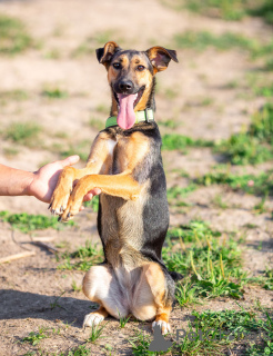 Фото №2 к объявлению №163554 о продаже беспородную - купить в России частное объявление