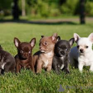 Фото №1. чихуахуа - купить в Париже за 64937₽. Объявление №163311