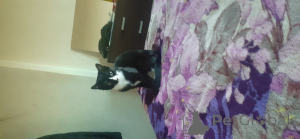 Фото №4. Продам британскую короткошёрстную в London Borough of Haringey частное объявление - цена 4638₽