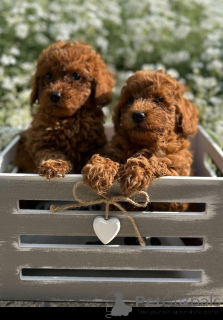 Фото №1. пудель (той) - купить в Савино Село за договорная. Объявление №151653