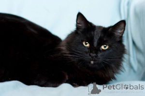 Фото №2 к объявлению №138827 о продаже  - купить в Беларуси 