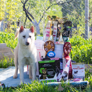 Фото №2 к объявлению №7314 о продаже кисю - купить в России из питомника