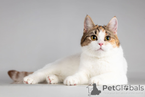 Фото №2 к объявлению №166020 о продаже  - купить в России из приюта