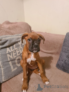 Фото №1. немецкий боксёр - купить в Хельсингёр за 78852₽. Объявление №167479